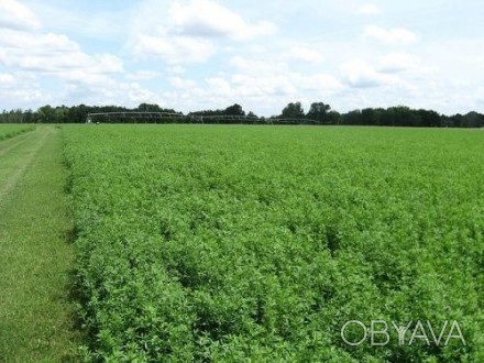 Продам сено луговое,люцерна,гранулы