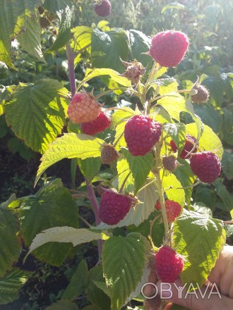 Продам саджанці малини Polana
