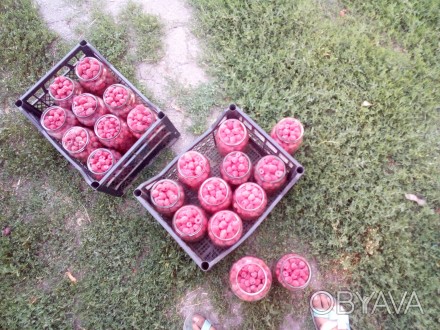 Продам саджанці малини