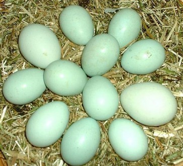 Продам   яйцо синь синь дянь -40 грн,доставка по Украине. Порода кур синь синь д. . фото 2