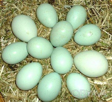 Продам   яйцо синь синь дянь -40 грн,доставка по Украине. Порода кур синь синь д. . фото 1