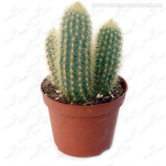 Кактус (Cactus) микс. Одеса. фото 1 Кактус (Cactus) микс. Одеса. фото 1