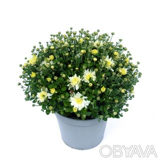 \'Хризантема (Chrysanthemum) - род многолетних травянистых растений из семейства. . фото 1