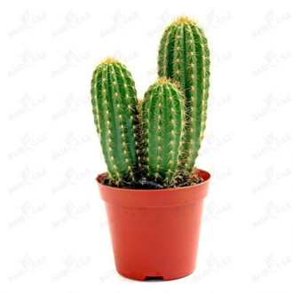 Кактус (Cactus) микс. Одеса. фото 1 Кактус (Cactus) микс. Одеса. фото 1