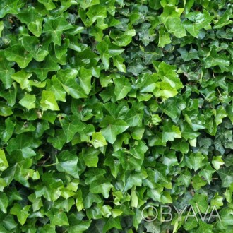 \'Плющ Хедера Хиберника (Hedera hibernica) - кустарниковое, вьющееся, вечнозелен. . фото 1