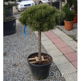 \'Сосна горная Мопс (Pinus mugo Mops) - небольшое хвойное кустарное растение. Яв. . фото 1