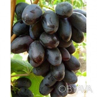 \'Виноград Велика - высокопродуктивный столовый сорт винограда болгарской селекц. . фото 1