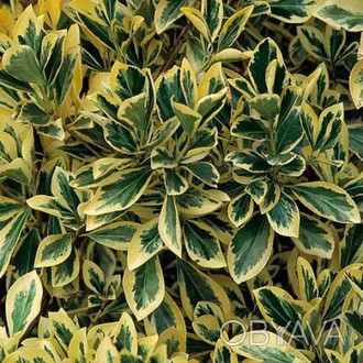 \'Бересклет японский - вечнозеленый кустарник с кожистыми темно-зелеными листьям. . фото 1