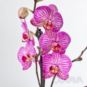 \'Орхидея Фаленопсис (Phalaenopsis) - род цветущих травянистых растений из семей. . фото 1