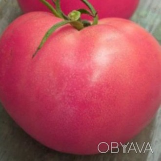 \'Детерминантный, не штамбовый сорт томатов. Растение высокорослое, 180-200 см. . . фото 1