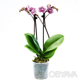 \'Орхидея Фаленопсис (Phalaenopsis) - род цветущих травянистых растений из семей. . фото 1