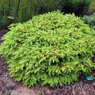 \'Ель Нидиформис (Picea abies Nidiformis) - красивейшее хвойное растение с необы. . фото 1