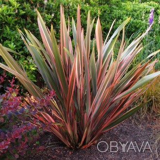 \'Формиум (Новозеландский лен) - эффектное многолетнее красочное растение с остр. . фото 1