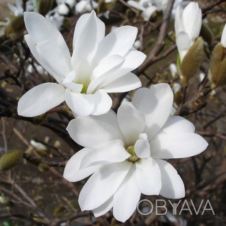 \'Магнолия миксВ наличии сорта:Magnolia stellata Royal StarMagnolia soulangeanaM. . фото 1