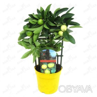 \'Цитрофортунелла - вечнозеленое, декоративное плодовое растение семейства Рутов. . фото 1