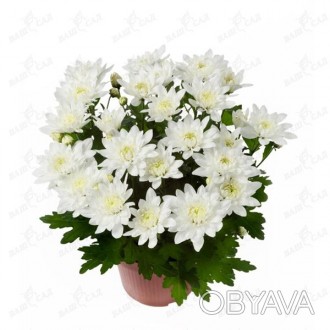 \'Хризантема (Chrysanthemum) - род многолетних травянистых растений из семейства. . фото 1