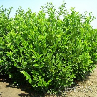 \'Лавровишня Ротундифолиа (Prunus Rotundifolia) - вечнозелёный сильный, растущий. . фото 1