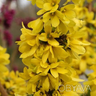 \'Форзиция (Forsythia) - сорт цветущих, кустарниковых растений из семейства Масл. . фото 1