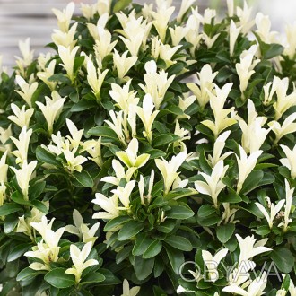 \'Euonymus japonicus Paloma Blanca - это карликовый (до 0,5-0,7м), вертикальный,. . фото 1