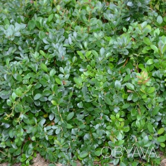 \'Барбарис самшитолистный Нана (Berberis buxifolia Nana) - компактный карликовый. . фото 1