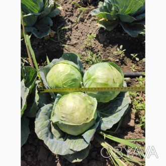 Продам капусту сорт Элиза от производителя, Херсонская обл. https://agro-ukraine