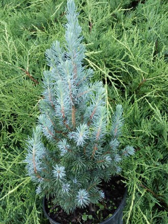 Ель Коника Блю / С5 / h 55-65 / Picea Conica Blue. Балаклея. фото 1 Ель Коника Блю / С5 / h 55-65 / Picea Conica Blue. Балаклея. фото 1