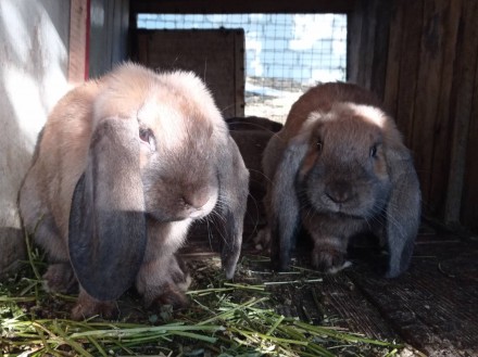 Кролі породи Французький Баран (Мадагаскар).Кролики народжені 06.05.2020року. Го. . фото 4