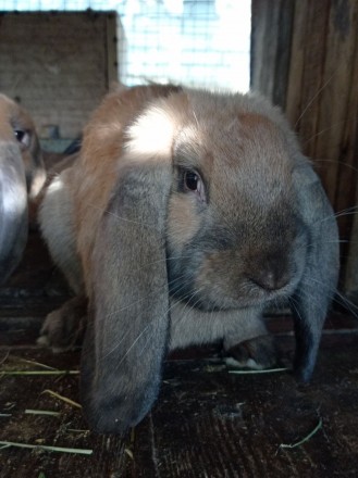 Кролі породи Французький Баран (Мадагаскар).Кролики народжені 06.05.2020року. Го. . фото 3