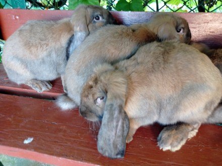 Кролі породи Французький Баран (Мадагаскар).Кролики народжені 06.05.2020року. Го. . фото 6