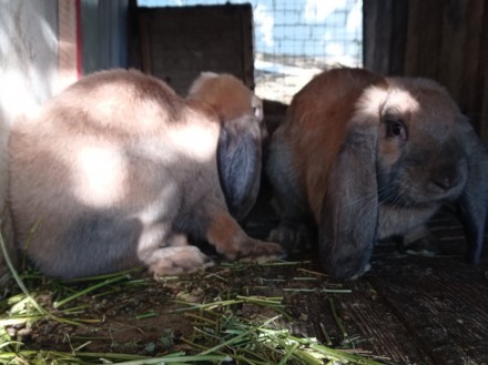 Кролі породи Французький Баран (Мадагаскар).Кролики народжені 06.05.2020року. Го. . фото 5
