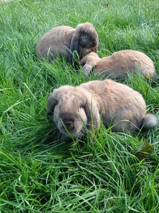 Кролі породи Французький Баран (Мадагаскар).Кролики народжені 06.05.2020року. Го. . фото 8