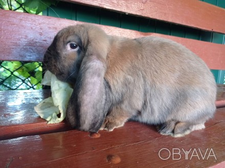 Кролі породи Французький Баран (Мадагаскар).Кролики народжені 06.05.2020року. Го. . фото 1