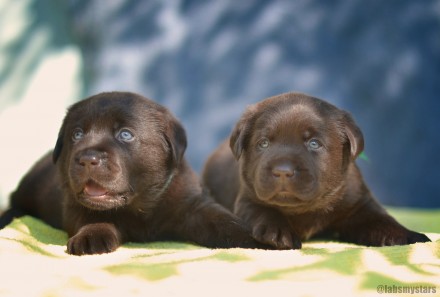 Доступны к раннему бронированию шоколадные щенки лабрадор ретривер.
Дата рожден. . фото 11