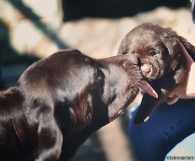 Доступны к раннему бронированию шоколадные щенки лабрадор ретривер.
Дата рожден. . фото 3