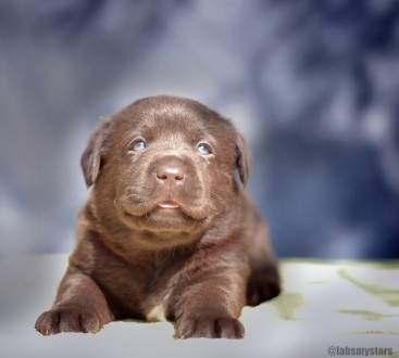 Доступны к раннему бронированию шоколадные щенки лабрадор ретривер.
Дата рожден. . фото 7