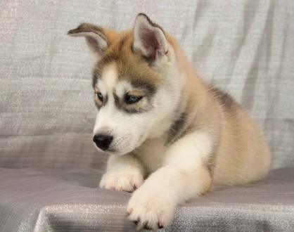 Предлагается к продаже Алиментный щенок по кличке Айрон Винтер Тале

Порода Сиби. . фото 2