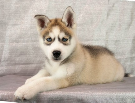 Предлагается к продаже Алиментный щенок по кличке Айрон Винтер Тале

Порода Сиби. . фото 3