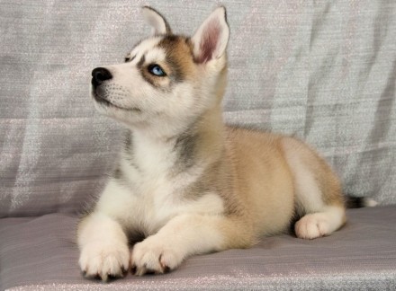 Предлагается к продаже Алиментный щенок по кличке Айрон Винтер Тале

Порода Сиби. . фото 4