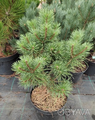 Сосна обыкновенная Шух / Pinus sylvestris Schuch 
Карликовый сорт сосны родом из. . фото 1