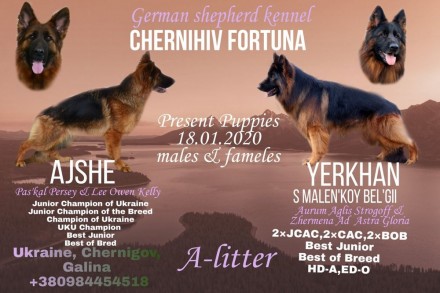 Профессиональный питомник "CHERNIHIV FORTUNA "предлагает на продажу породистых щ. . фото 5