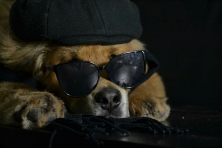 Продам  алиментного щенка (мальчик) тибетского мастифа. Щенок с документами КСУ.. . фото 4