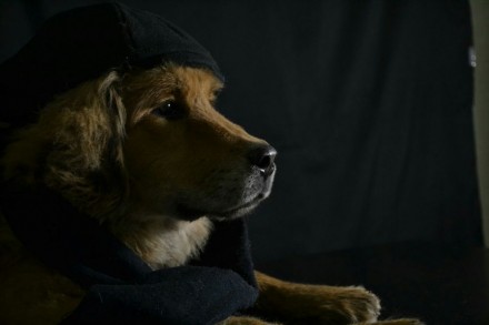Продам  алиментного щенка (мальчик) тибетского мастифа. Щенок с документами КСУ.. . фото 7