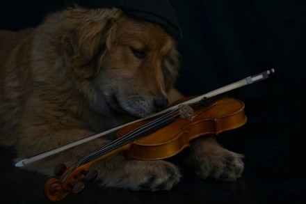 Продам  алиментного щенка (мальчик) тибетского мастифа. Щенок с документами КСУ.. . фото 5