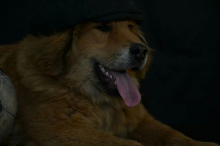 Продам  алиментного щенка (мальчик) тибетского мастифа. Щенок с документами КСУ.. . фото 2