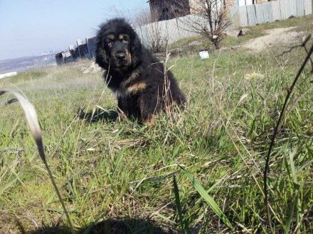 Питомник КСУ предлагает к продаже перспективных щенков и подростков Тибетского м. . фото 7