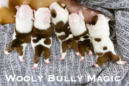 Питомник Wooly Bully Magic предлагает щенков английского бульдога. Есть выбор ще. . фото 3