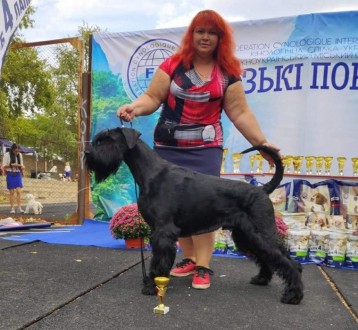 Предлагаются к резерву щенки ризеншнауцера от пары чемпионов Украины. Свободны о. . фото 5