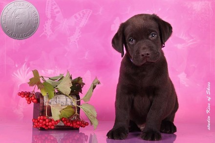 Продажа породных щенков лабрадора шоколадного окраса. 
Питомник лабрадоров Kiss. . фото 6