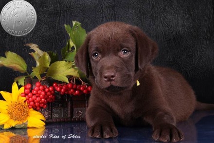 Продажа породных щенков лабрадора шоколадного окраса. 
Питомник лабрадоров Kiss. . фото 7