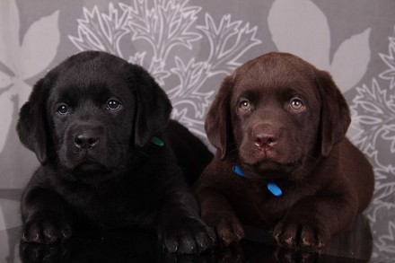 Питомник лабрадоров предлагает шоколадных и черных щенков от красивых родителей.. . фото 6
